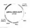 Fig. 01 - Canine iPS cells and method of producing same