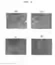 Fig. 09 - Canine iPS cells and method of producing same