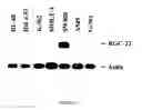 Fig. 02 - Monoclonal antibodies with binding specificity for response gene to complement 32 (RGC-32)