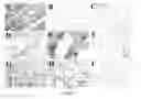 Fig. 06 - Monoclonal antibodies with binding specificity for response gene to complement 32 (RGC-32)