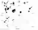 Fig. 09 - Monoclonal antibodies with binding specificity for response gene to complement 32 (RGC-32)