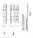 Fig. 07 - Multiple Gene Expression Including sORF Constructs and Methods with Polyproteins, Pro-Proteins and Proteolysis