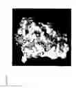 Fig. 06 - Structural mimetics of proline-rich peptides and the pharmaceutical use thereof