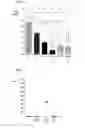 Fig. 02 - AGENT FOR PREVENTING AND/OR TREATING VASCULAR DISEASES