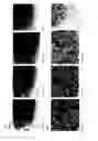 Fig. 02 - Positive controls for expression modulating experiments