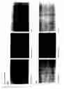Fig. 07 - Positive controls for expression modulating experiments