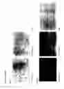 Fig. 09 - Positive controls for expression modulating experiments