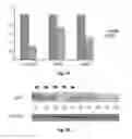 Fig. 10 - MicroRNA-Based Methods and Compositions for the Diagnosis, Prognosis and Treatment of Gastric Cancer