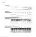 Fig. 04 - Double-stranded lipid-modified RNA having high RNA interference effect