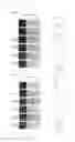 Fig. 12 - Double-stranded lipid-modified RNA having high RNA interference effect