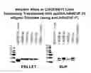 Fig. 01 - Methods to produce rod-derived cone viability factor (RdCVF)