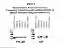 Fig. 02 - Methods to produce rod-derived cone viability factor (RdCVF)