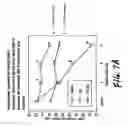 Fig. 08 - Compositions comprising lecithin oils and NSAIDs for protecting the gastrointestinal tract and providing enhanced therapeutic activity