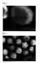 Fig. 02 - Process for producing sugar-plum-shaped particle