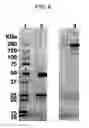 Fig. 09 - Monoclonal antibody capable of binding to heparin-binding epidermal growth factor-like growth factor