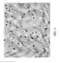 Fig. 07 - Oligonucleotide sequence formula for labeling olignucleotide probes and proteins for in-situ analysis