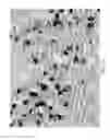Fig. 15 - Oligonucleotide sequence formula for labeling olignucleotide probes and proteins for in-situ analysis