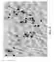 Fig. 17 - Oligonucleotide sequence formula for labeling olignucleotide probes and proteins for in-situ analysis
