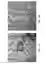 Fig. 19 - Oligonucleotide sequence formula for labeling olignucleotide probes and proteins for in-situ analysis