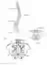 Fig. 02 - Bone anchoring device