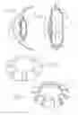 Fig. 02 - Accommodating intraocular lenses