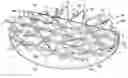 Fig. 01 - TOROID-SHAPED SPINAL DISC