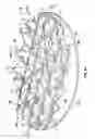Fig. 04 - TOROID-SHAPED SPINAL DISC
