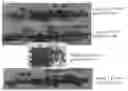 Fig. 01 - Methods for enhancing stress tolerance in plants and compositions thereof