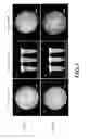 Fig. 08 - Promoter with high expression strength and over-expression in various tissues of plant, as well as application thereof
