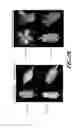 Fig. 10 - Promoter with high expression strength and over-expression in various tissues of plant, as well as application thereof