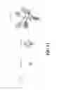 Fig. 12 - Promoter with high expression strength and over-expression in various tissues of plant, as well as application thereof