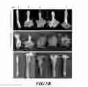 Fig. 13 - Promoter with high expression strength and over-expression in various tissues of plant, as well as application thereof