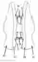 Fig. 01 - SYSTEM FOR INTERLOCKING A PAIR OF SHOES