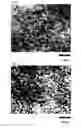 Fig. 07 - Ultrafine zinc oxide particle dispersion solution, method for producing the ultrafine zinc oxide particle dispersion solution, and zinc oxide thin film