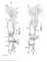 Fig. 02 - Archery lighted release aid apparatus