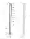 Fig. 08 - Hockey Stick