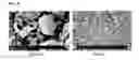 Fig. 09 - ELECTROSTATIC SEPARATOR FOR UNBURNED CARBON FROM COAL ASH USING ELECTROSTATIC INDUCTION TYPE EJECTOR TRIBOCHARGER