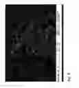 Fig. 07 - Nanoparticulate composition and method for its production