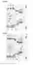 Fig. 07 - Electromagnet devices compatible with magnetic resonance and MRI devices where circulating current directions alternate between coil groups separated by elevation angles between 26.25 and 55 degrees