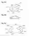 Fig. 12 - POLARIZATION CONVERTING UNIT, ILLUMINATION OPTICAL SYSTEM, EXPOSURE APPARATUS, AND DEVICE MANUFACTURING METHOD