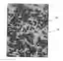 Fig. 01 - Metastable beta-titanium alloys and methods of processing the same by direct aging