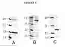 Fig. 06 - Avian cytokines and genetic sequences encoding same