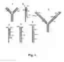 Fig. 02 - STRATEGY FOR HOMO- OR HETERO-DIMERIZATION OF VARIOUS PROTEINS IN SOLUTION AND IN CELL