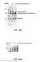 Fig. 18 - COMPLEXING SYSTEM