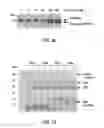 Fig. 28 - COMPLEXING SYSTEM