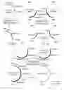 Fig. 07 - Method for the Production of Human Recombinant Lysosomal Enzymes in a Cereal Endosperm