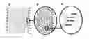 Fig. 01 - Methods of bonding optical structures, bonding and silylation of optical structures, bonded optical structures, and silylated bonded optical structures