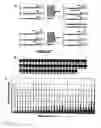 Fig. 22 - DNA sequence with non-fluorescent nucleotide reversible terminators and cleavable label modified nucleotide terminators
