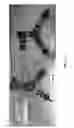 Fig. 04 - HYBRID MICROFLUIDIC SPR AND MOLECULAR IMAGING DEVICE