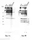 Fig. 06 - Method of Producing Factor VIII Proteins by Recombinant Methods
